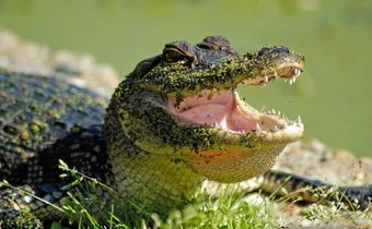 gatorland nottingham