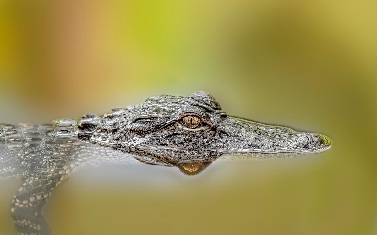 state parks activities